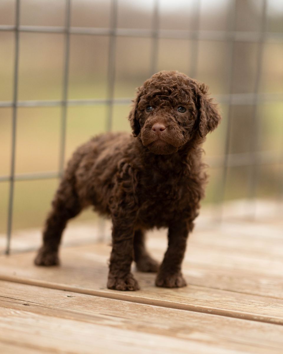 Puppy from Ebony and Casper's previous litter
