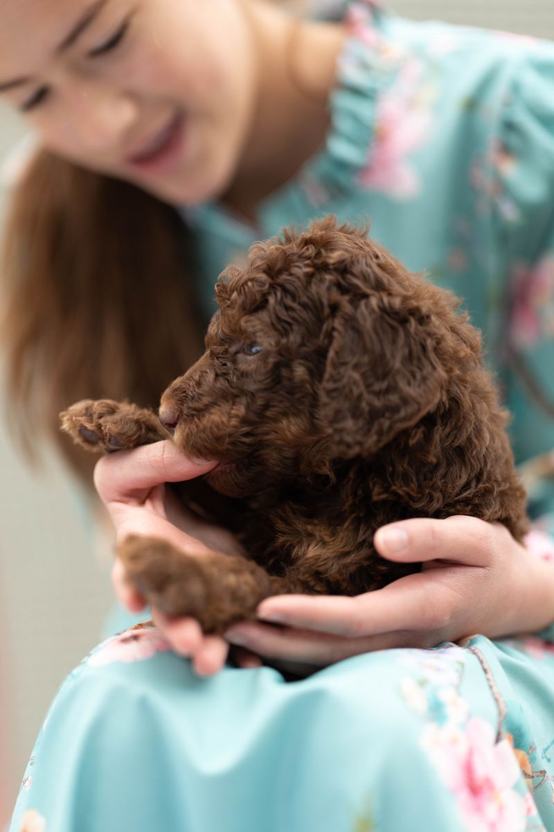 Puppy from Ebony and Casper's previous litter