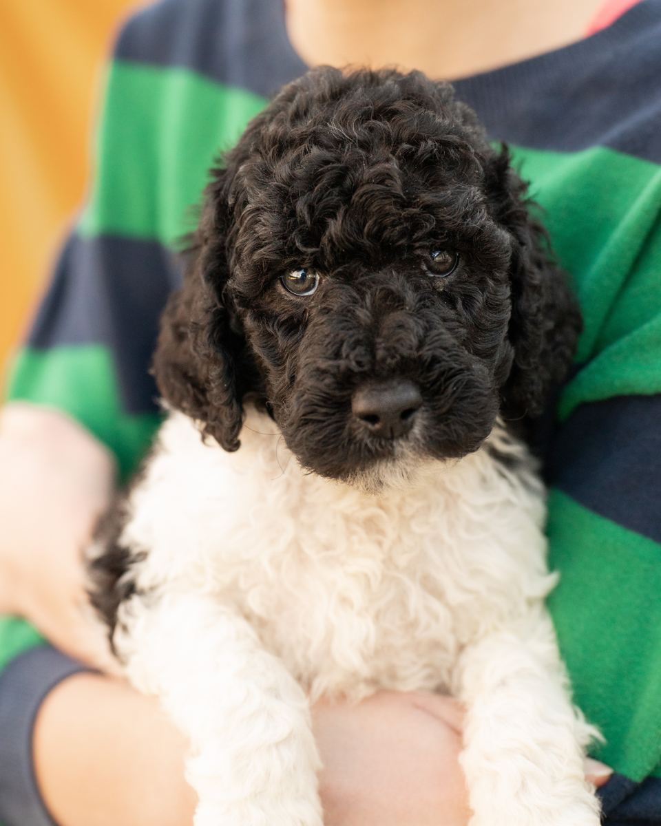 Puppy from Ebony and Casper's previous litter