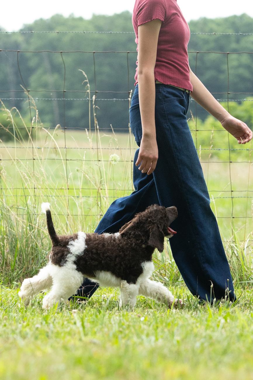 Above Standard Poodles