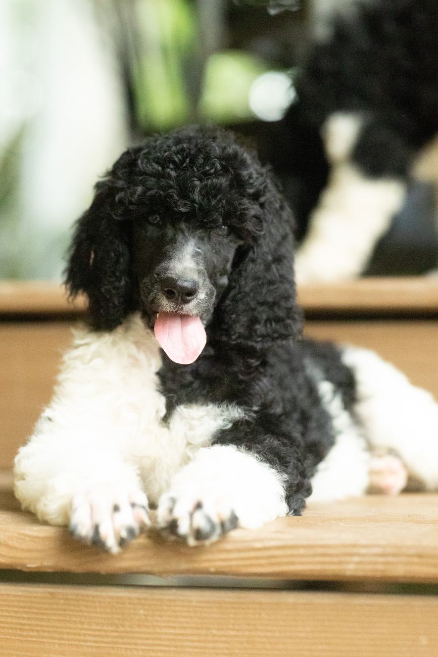 Above Standard Poodles