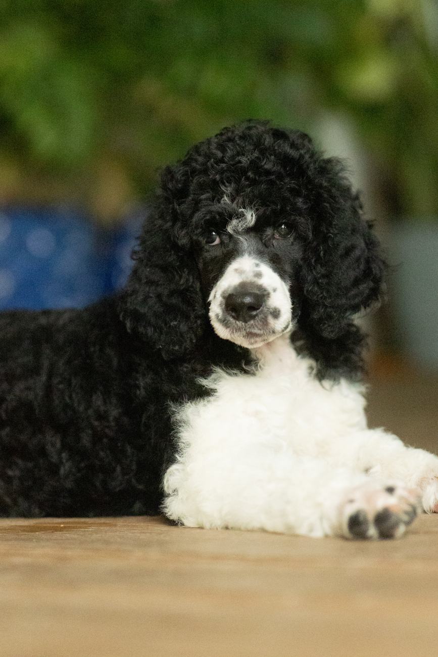 Above Standard Poodles