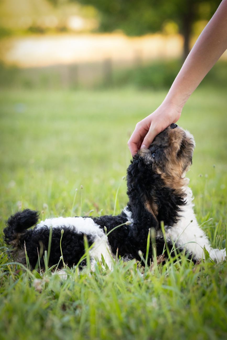 Above Standard Poodles