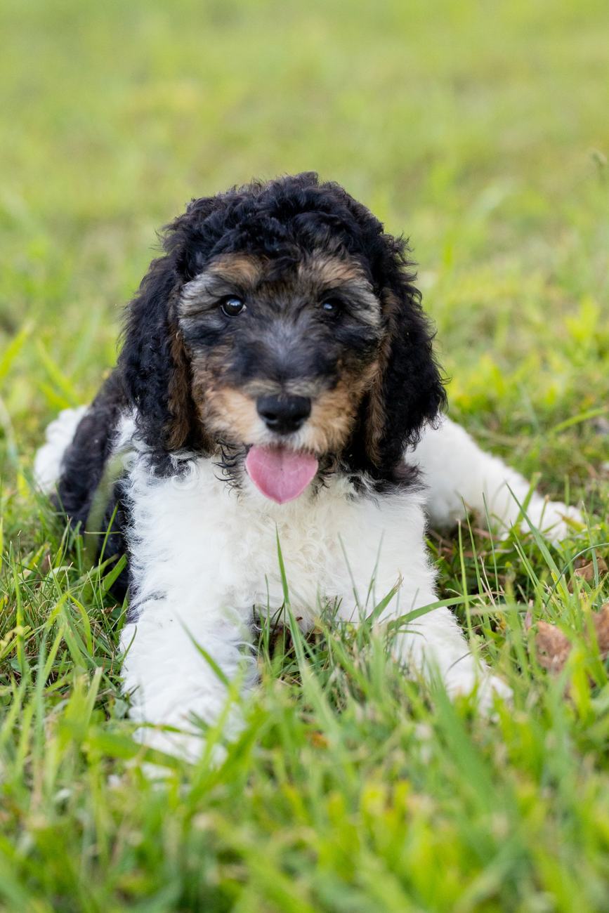 Above Standard Poodles