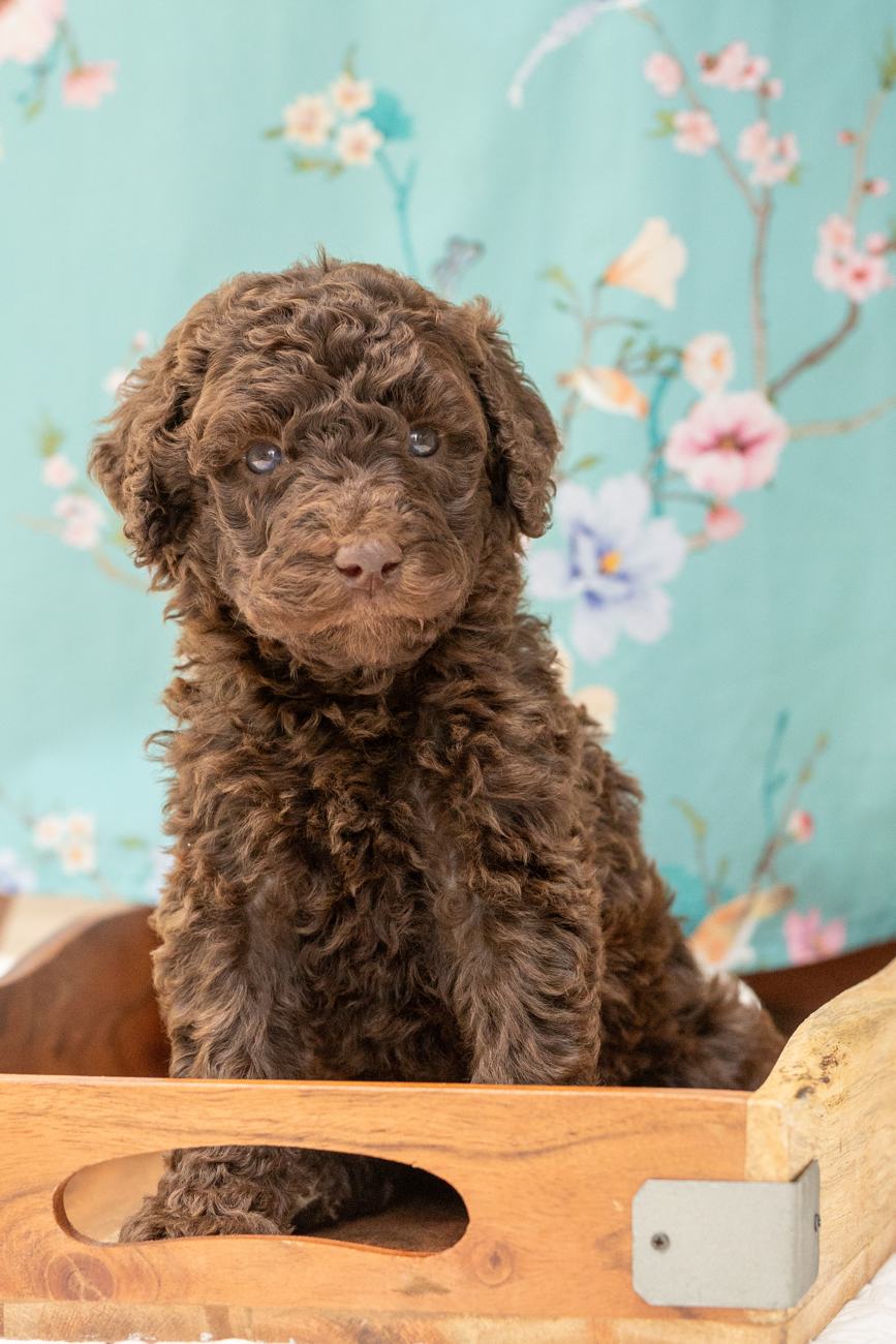 Above Standard Poodles