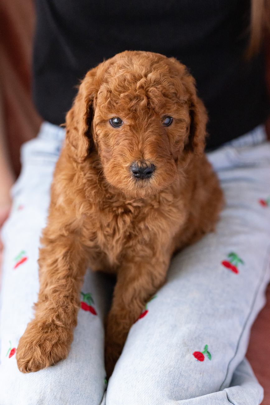 Above Standard Poodles