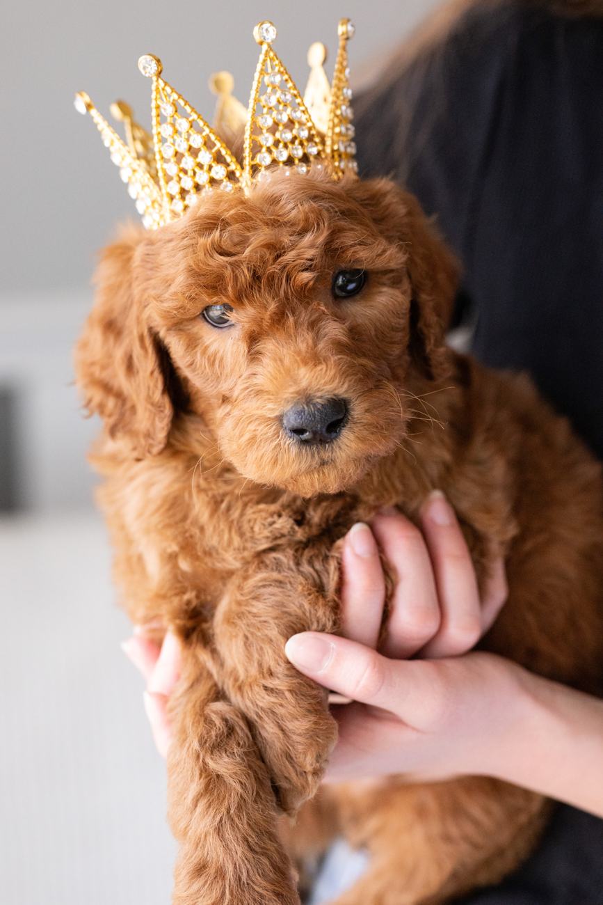 Red puppy with crown