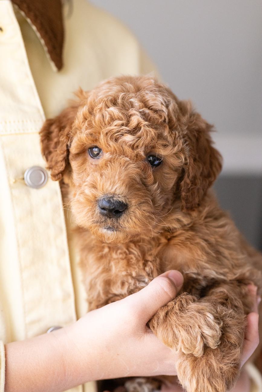 Above Standard Poodles