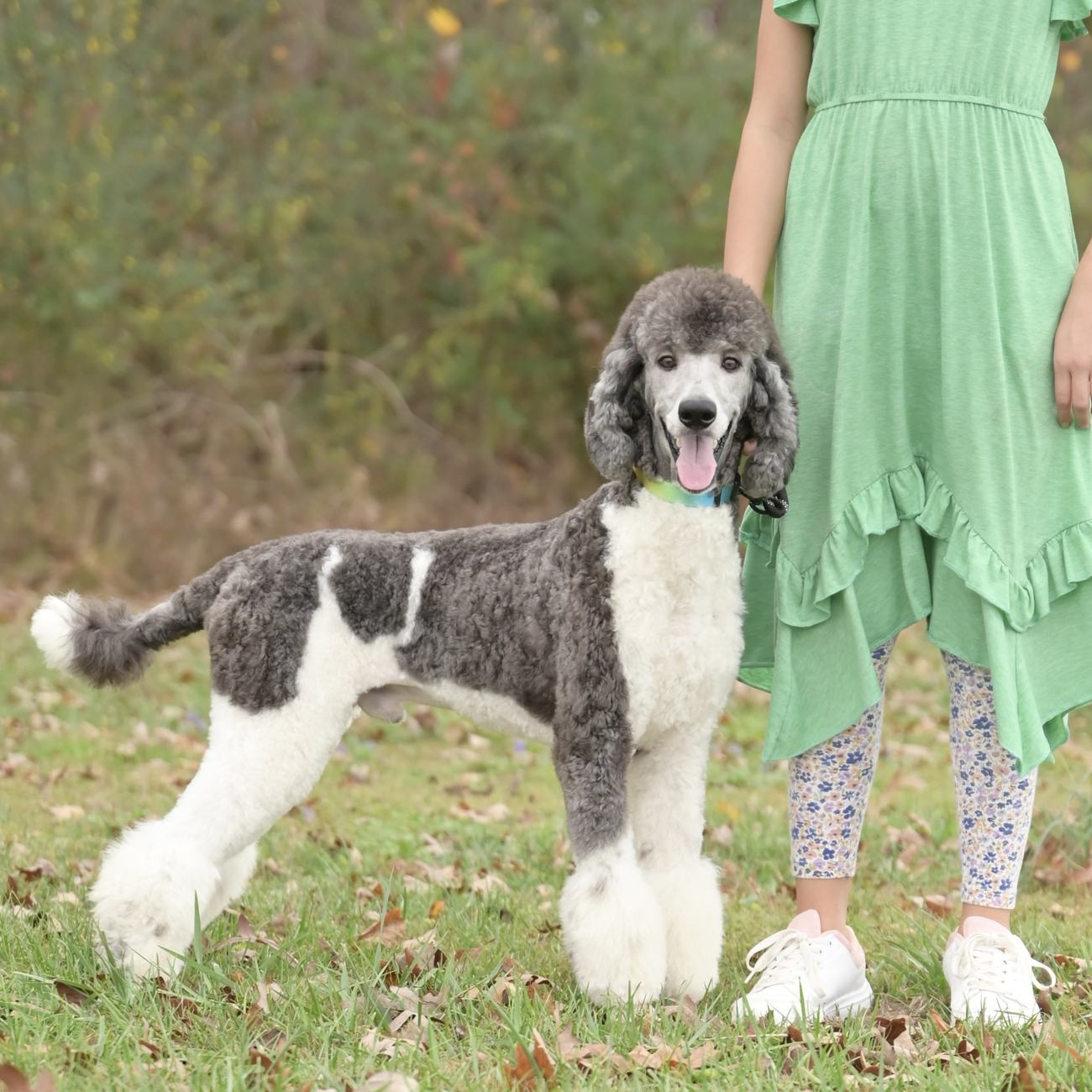 Above Standard Poodles