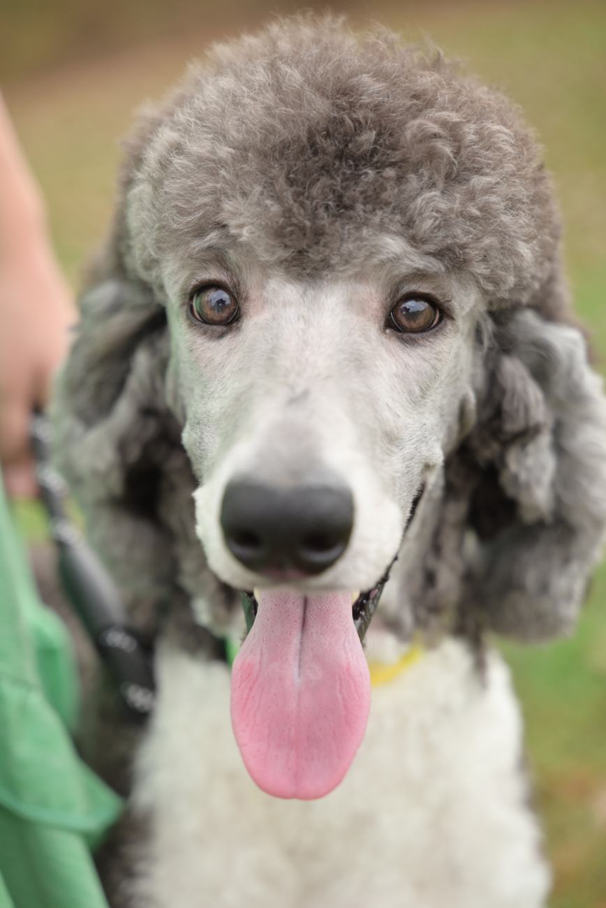 Above Standard Poodles
