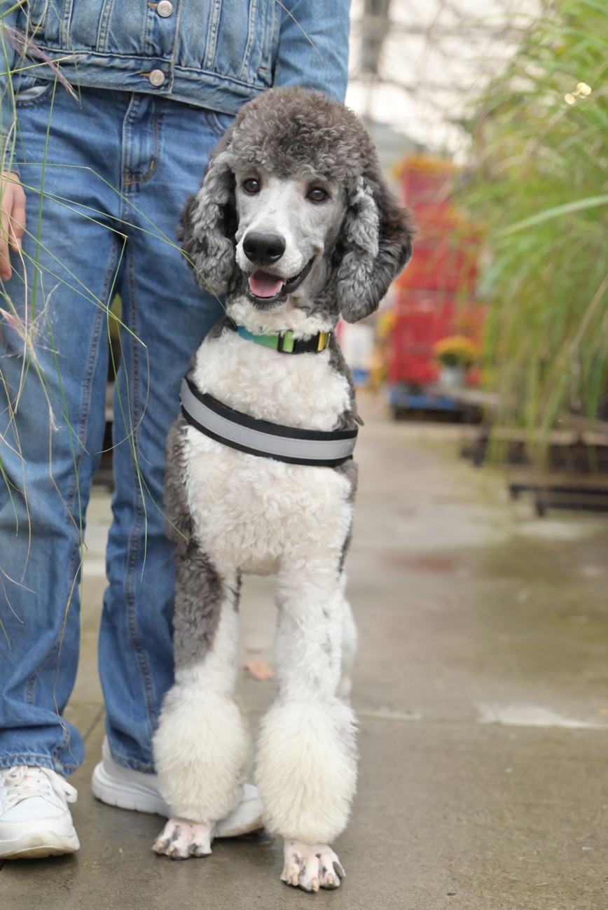 Above Standard Poodles