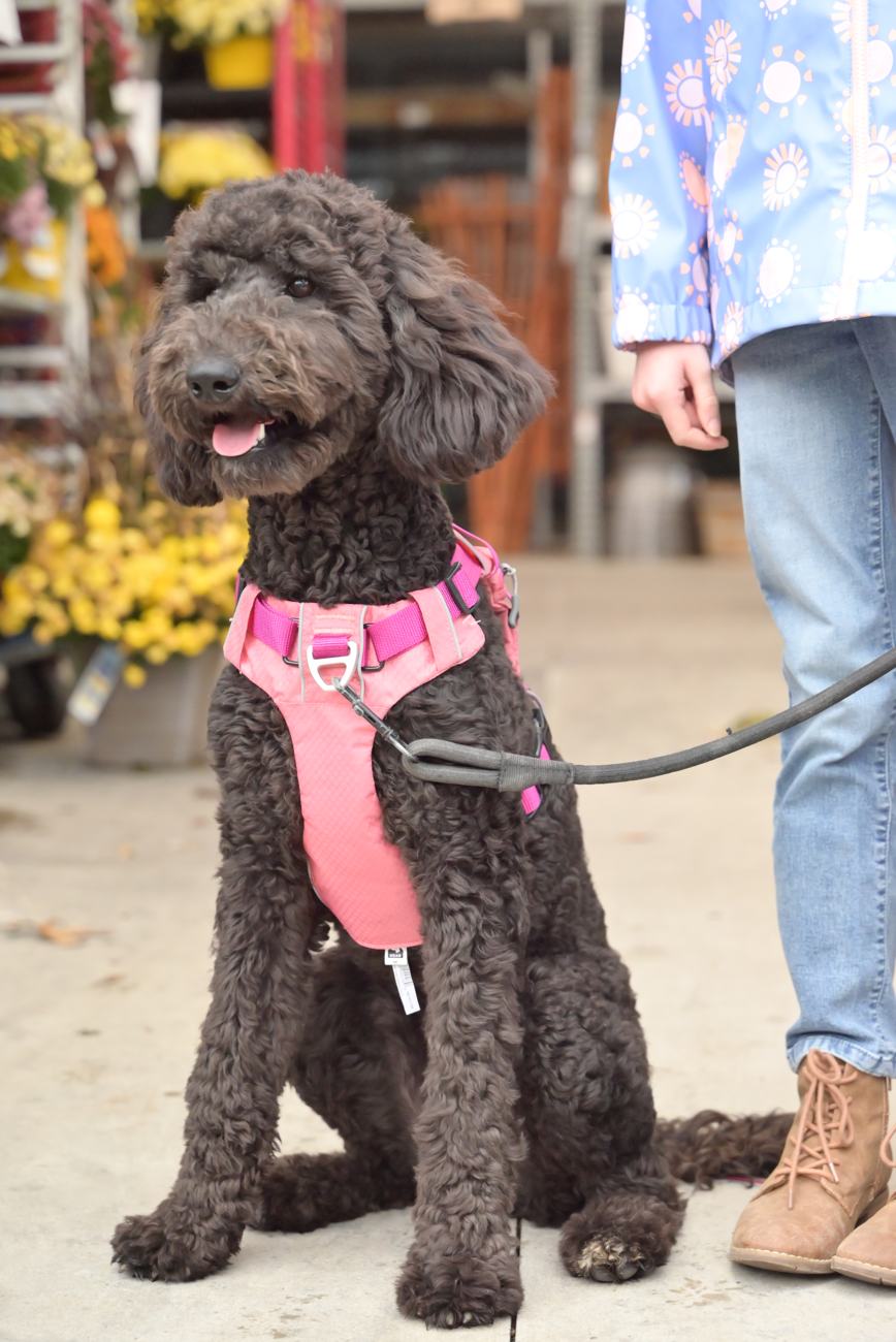 Above Standard Poodles