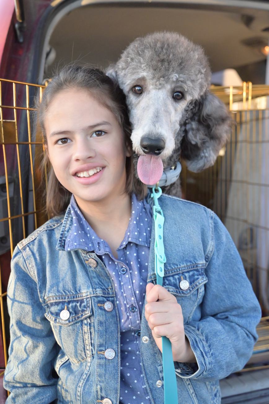 Above Standard Poodles