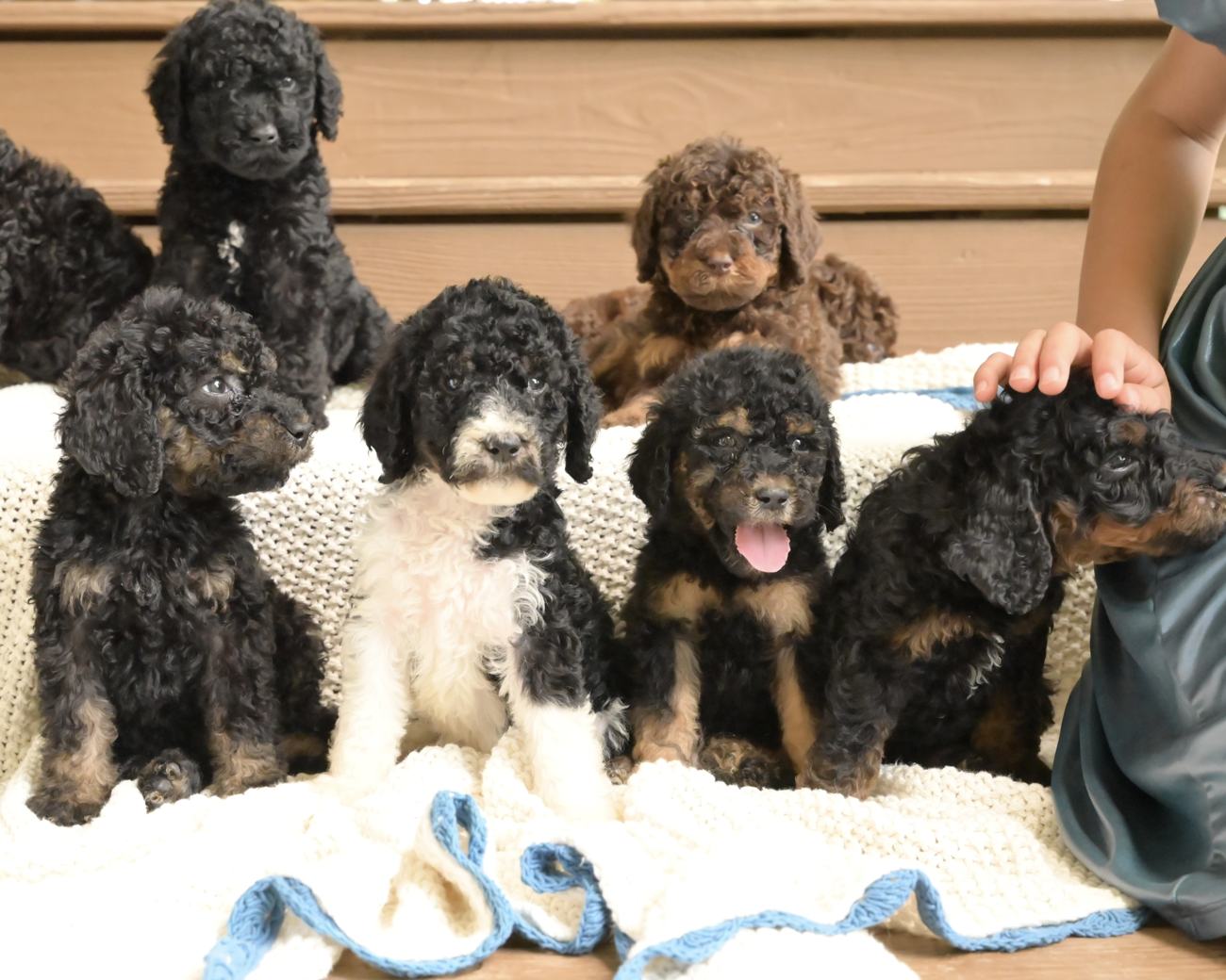 Above Standard Poodles