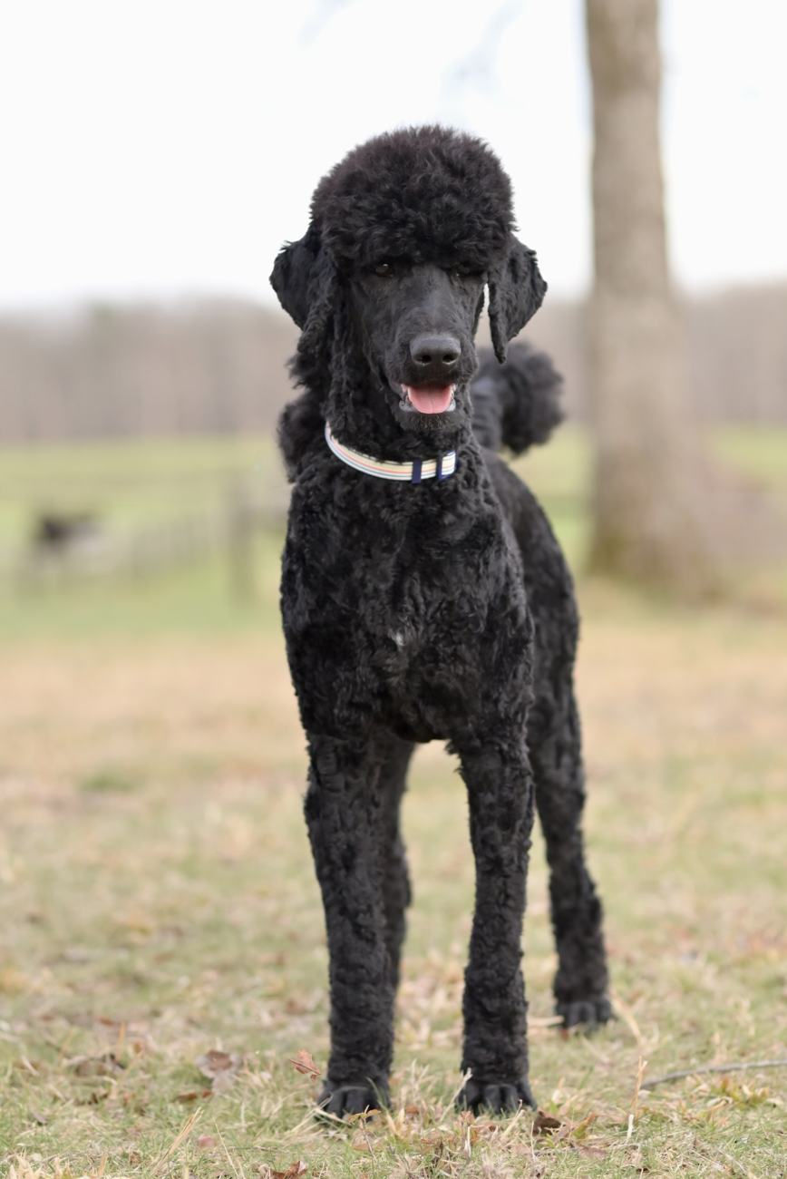 Above Standard Poodles