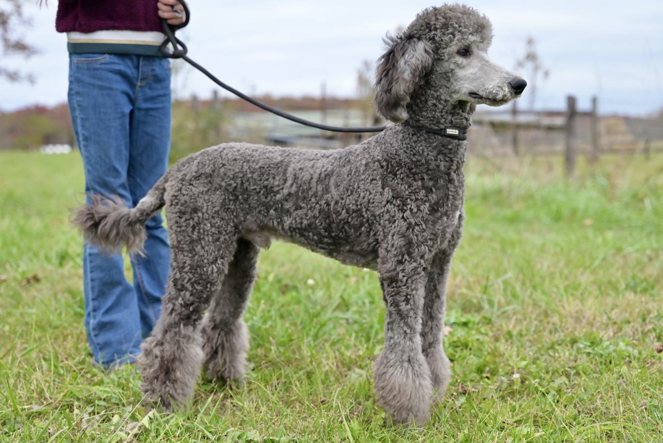 Silver standard poodle