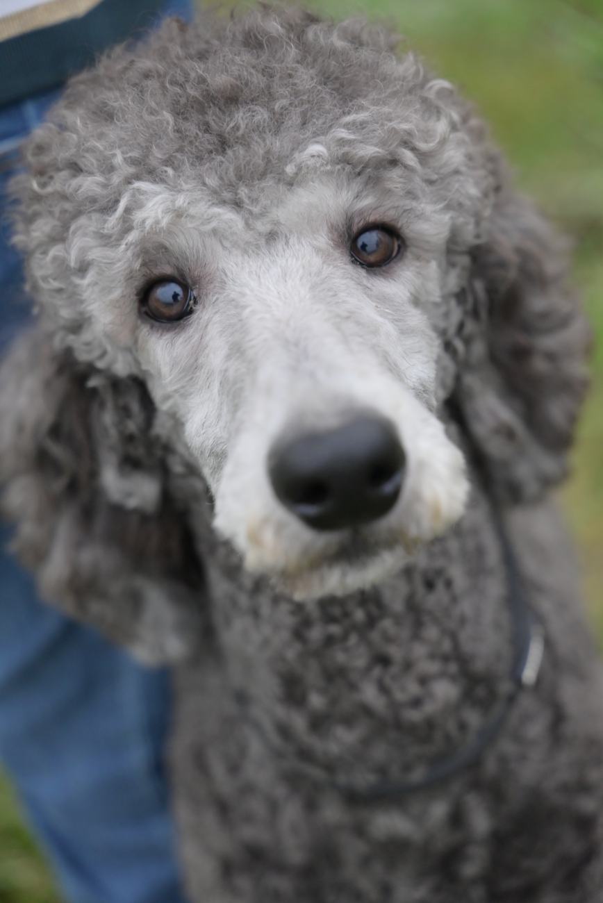 Above Standard Poodles