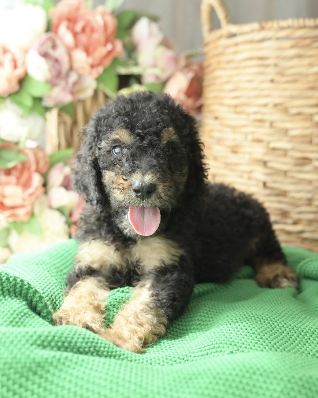 Above Standard Poodles