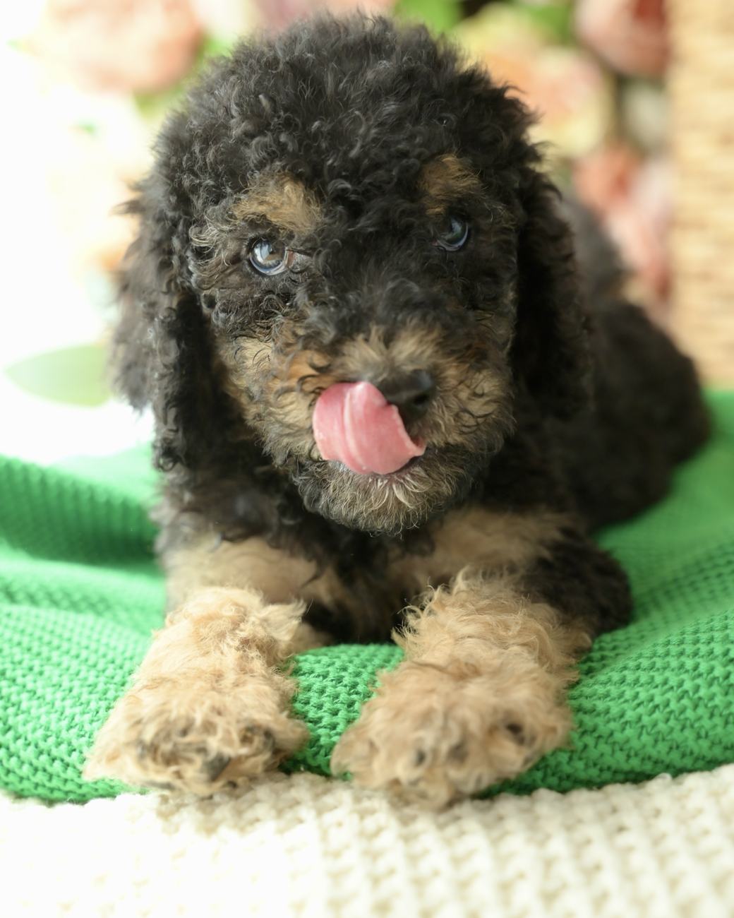 Above Standard Poodles