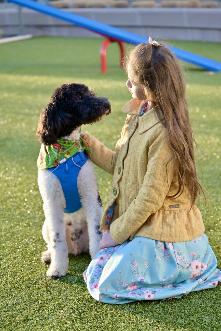 Above Standard Poodles