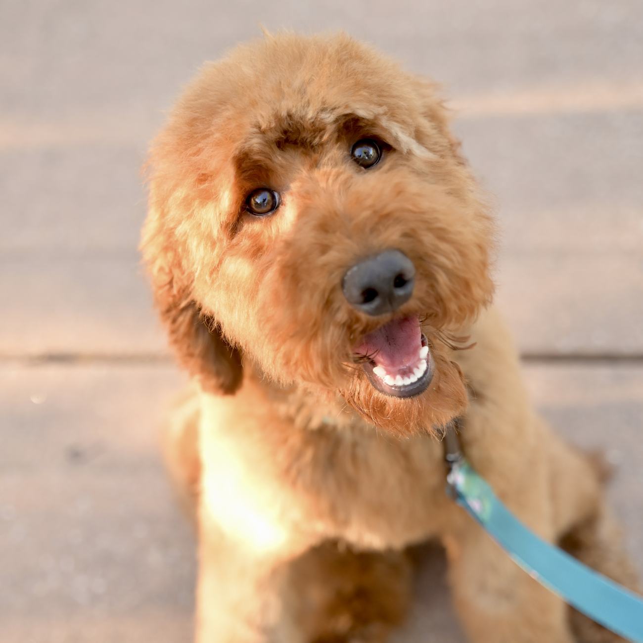 Above Standard Poodles