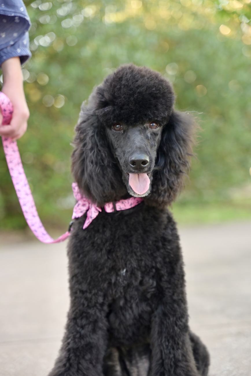 Above Standard Poodles