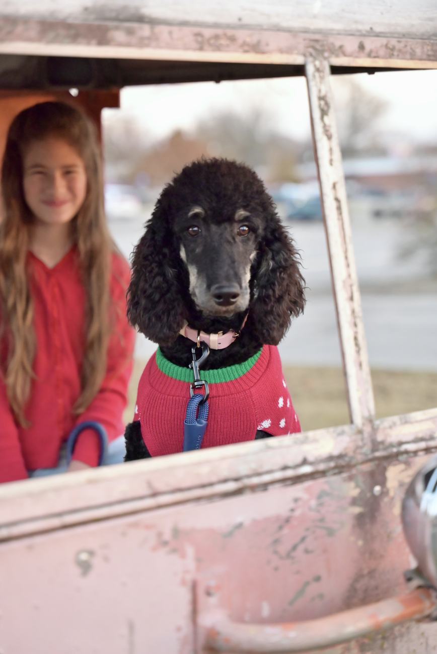 Above Standard Poodles