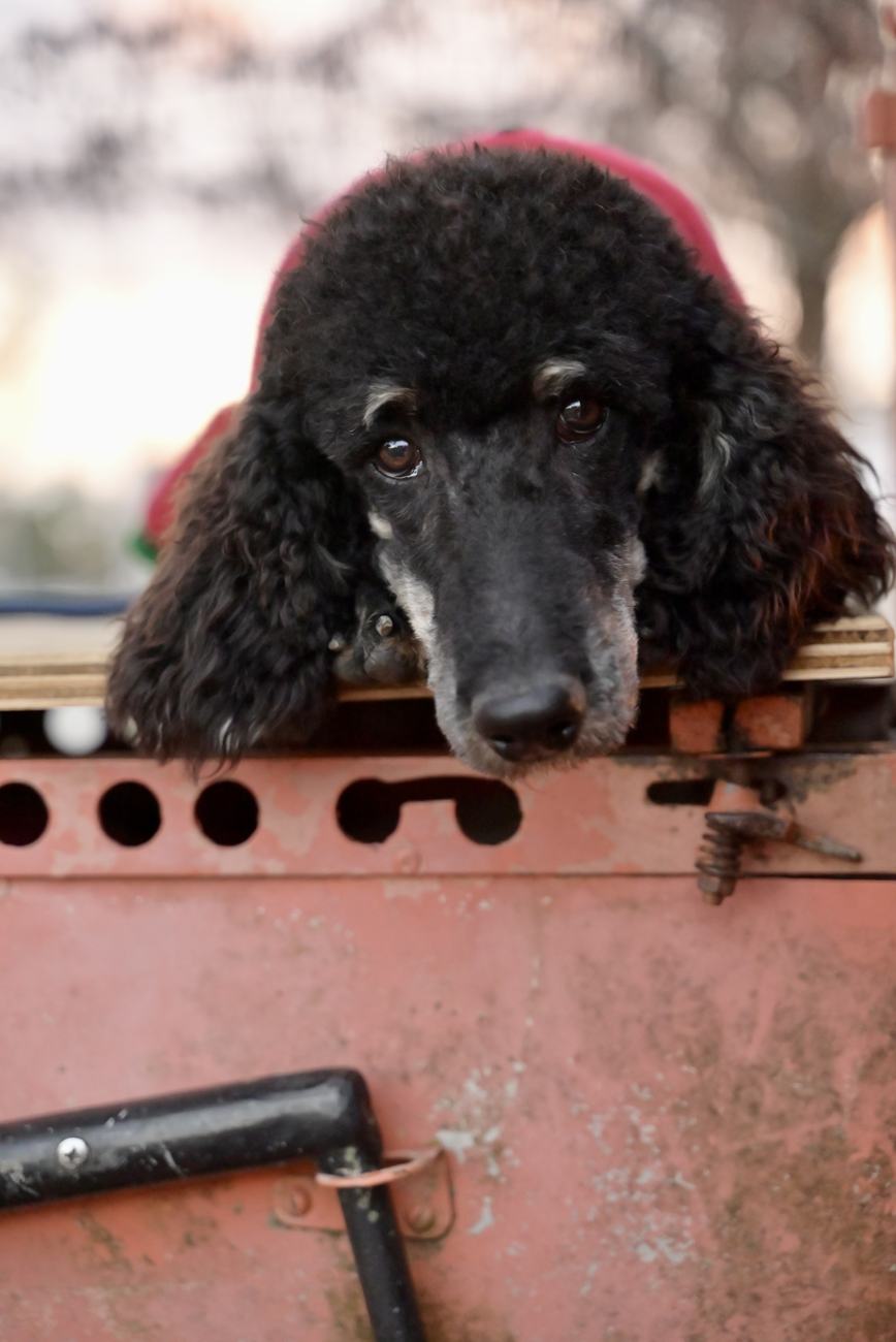 Above Standard Poodles