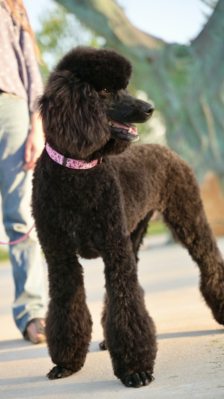 Above Standard Poodles