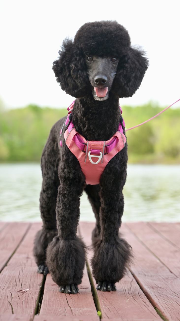 Above Standard Poodles