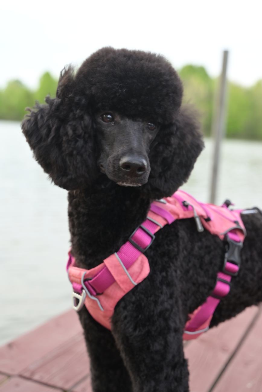 Above Standard Poodles
