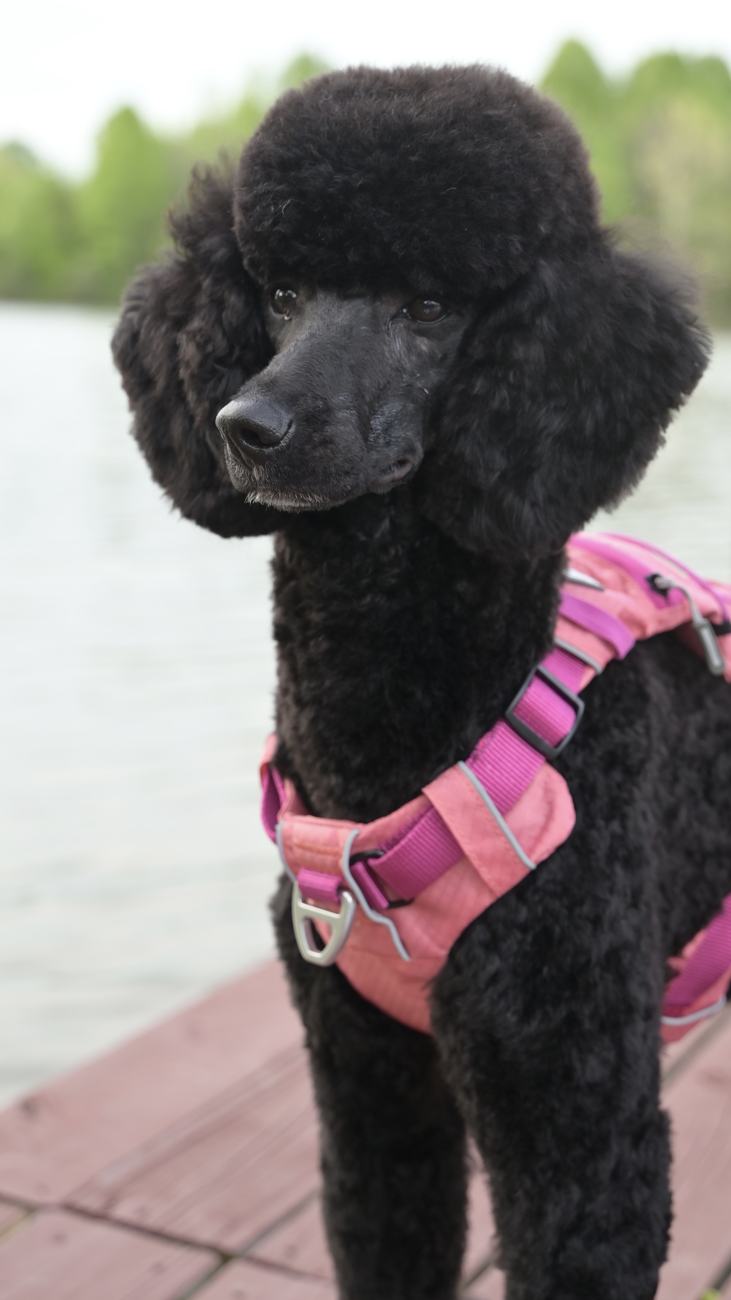 Above Standard Poodles