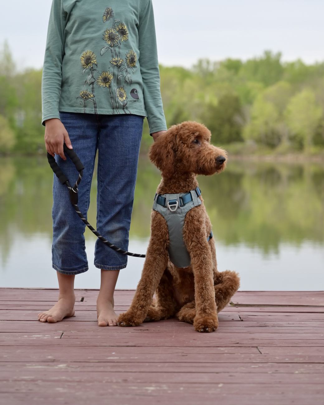 Above Standard Poodles