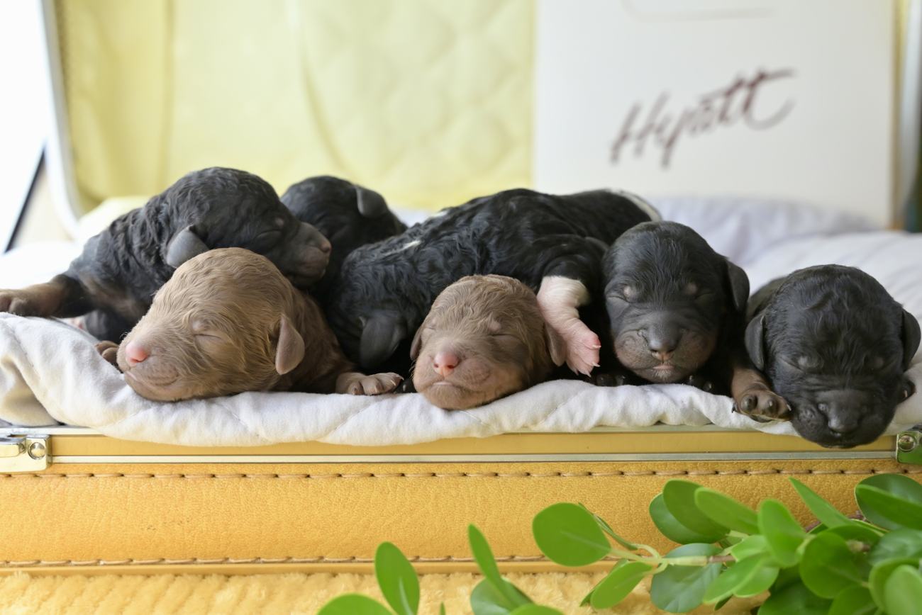 Newborn puppies