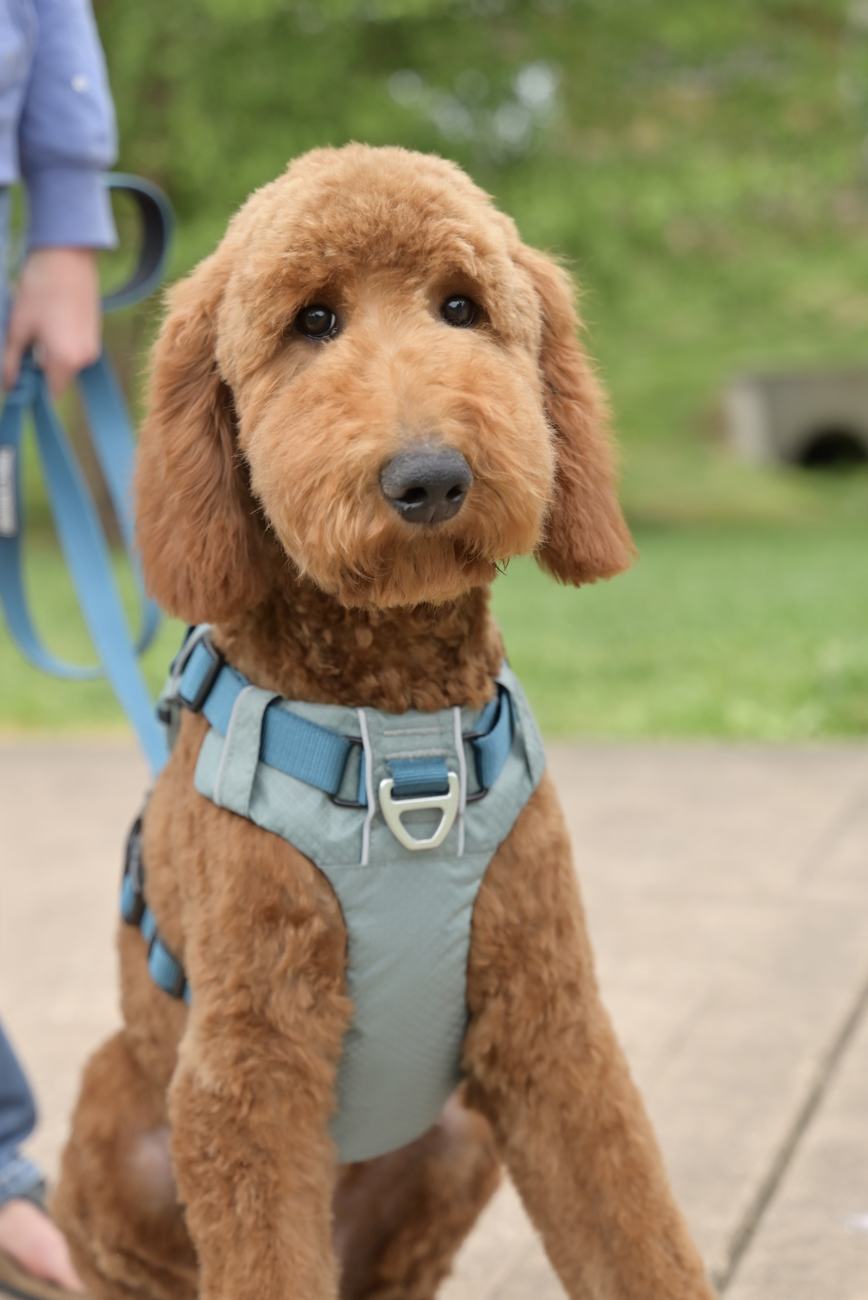 Above Standard Poodles