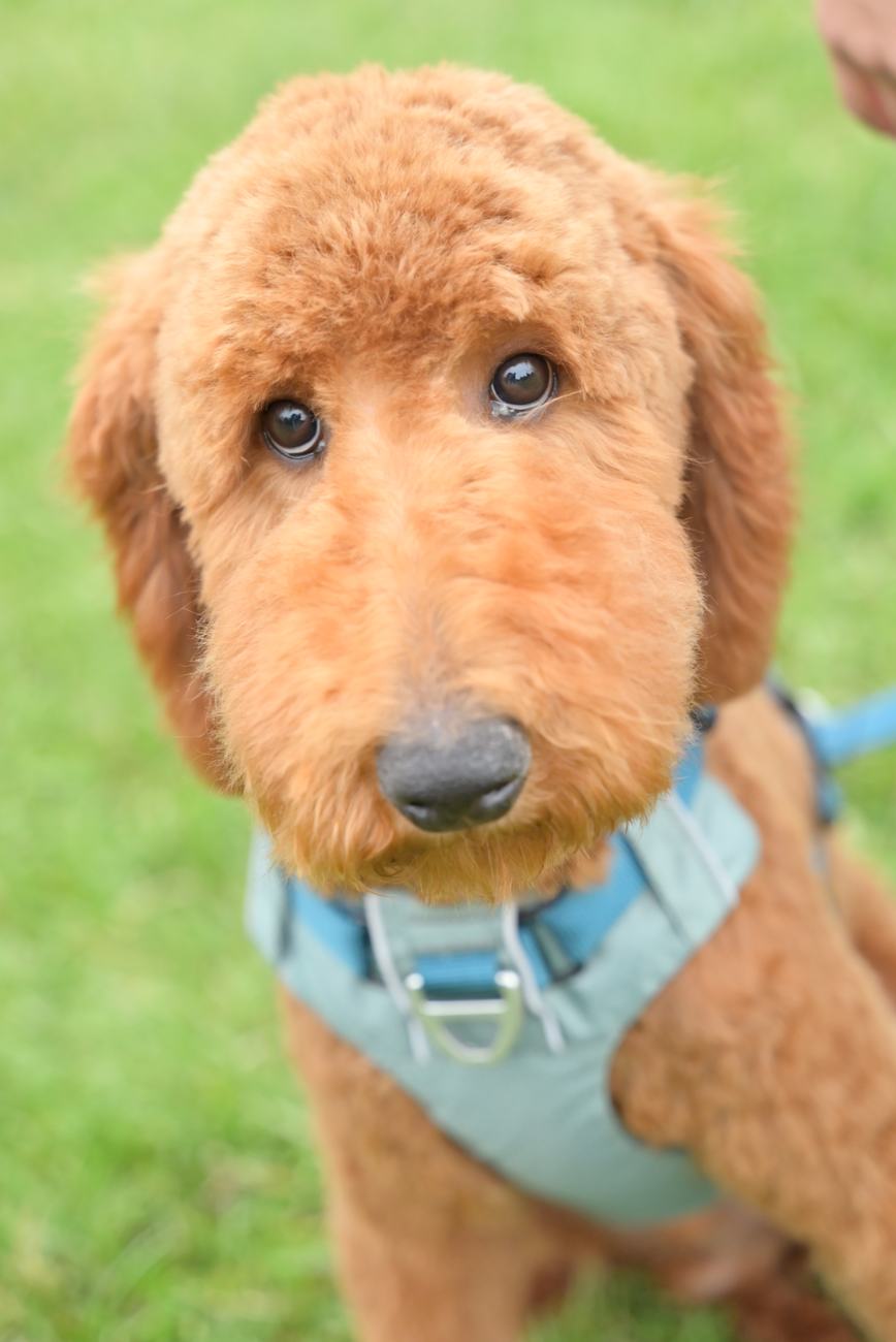 Red standard poodle