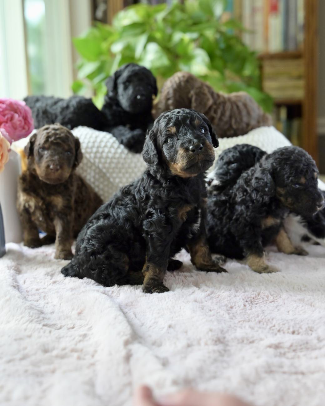 Above Standard Poodles