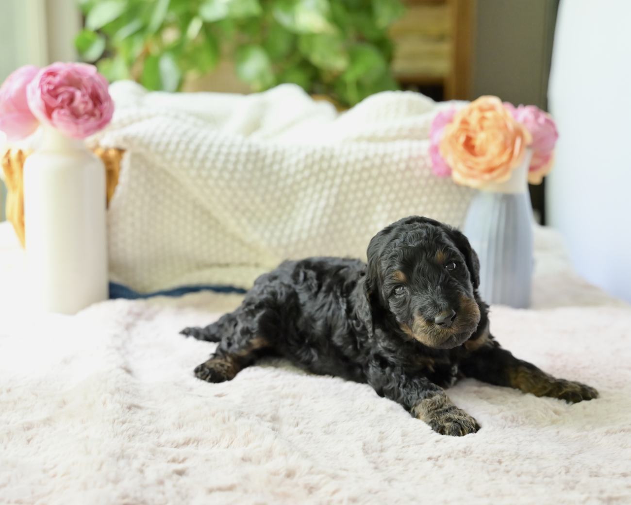 Above Standard Poodles