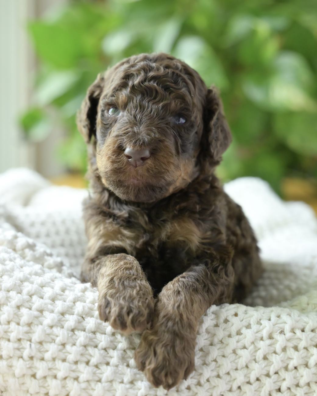 Above Standard Poodles