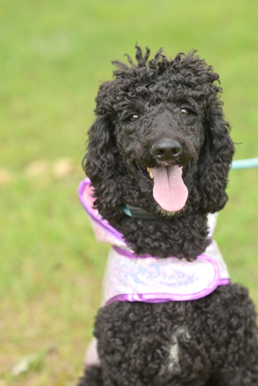 Above Standard Poodles