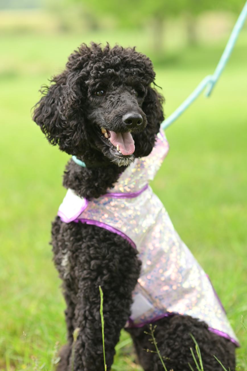 Above Standard Poodles