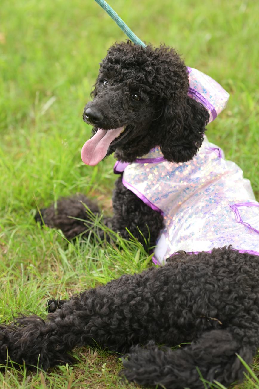 Above Standard Poodles