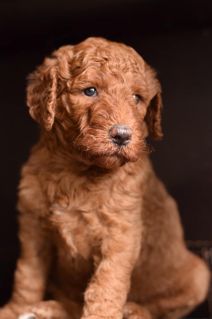 Above Standard Poodles