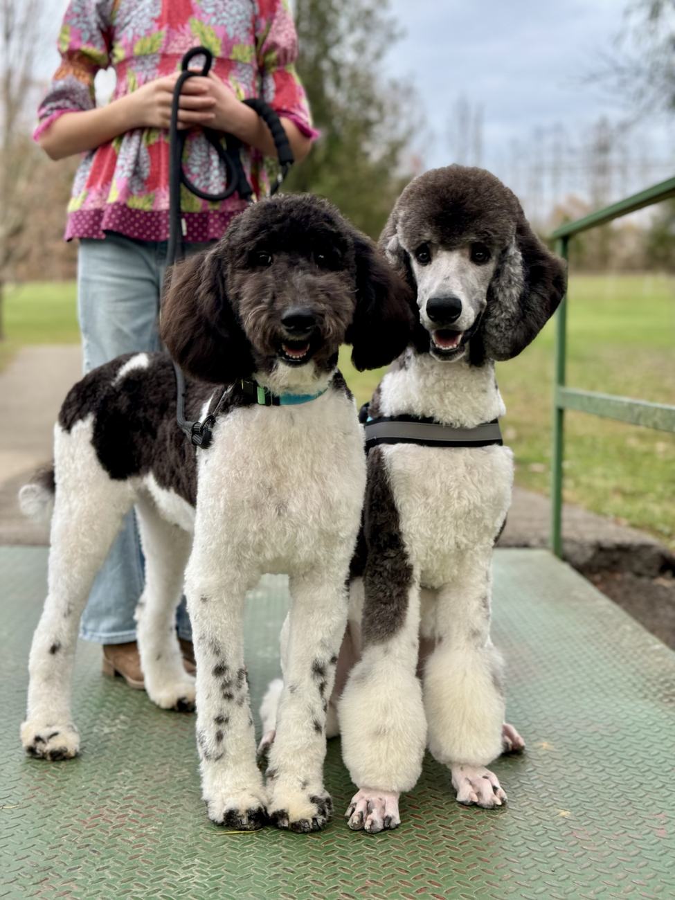 Above Standard Poodles