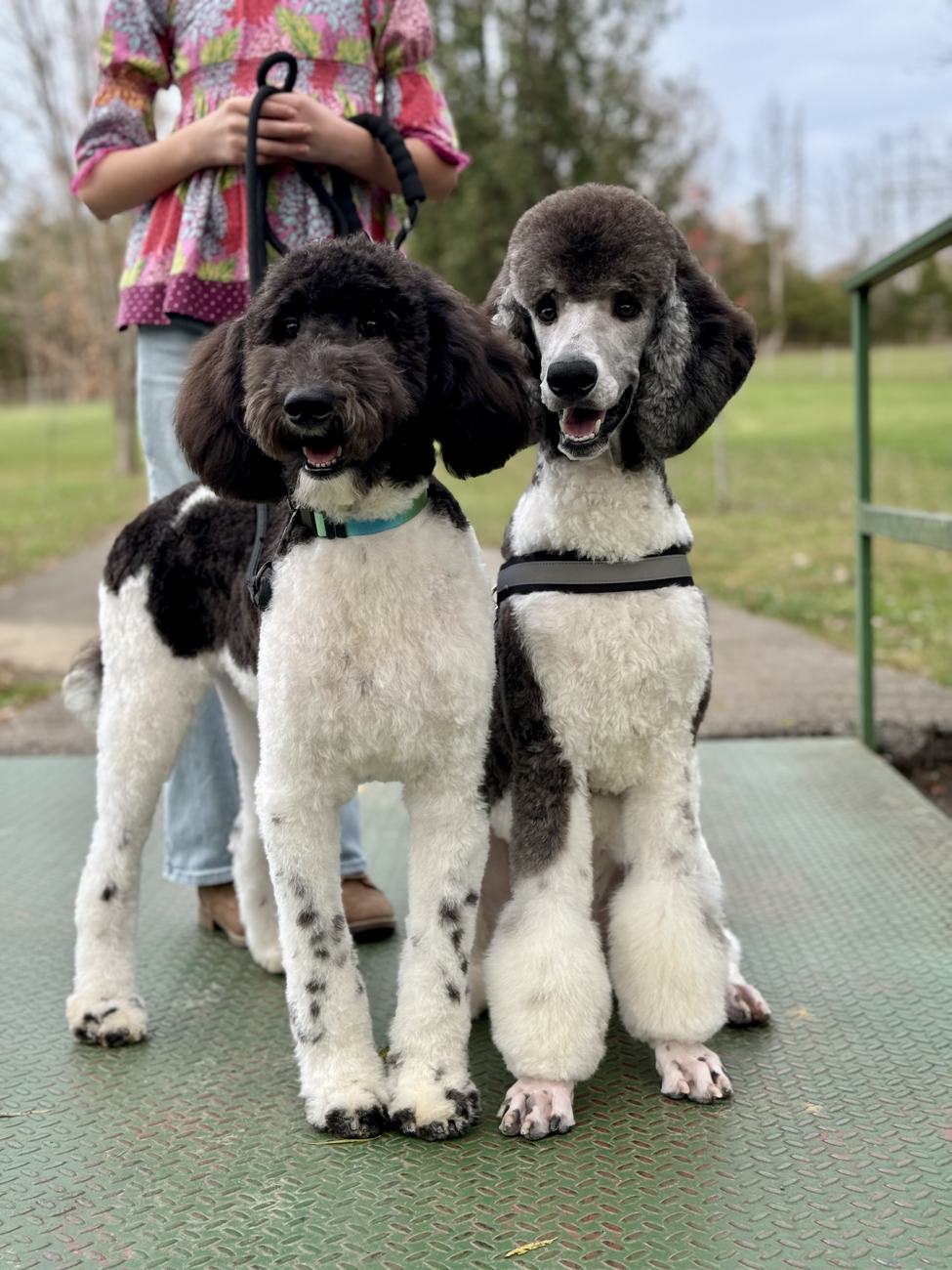 Parti standard poodles