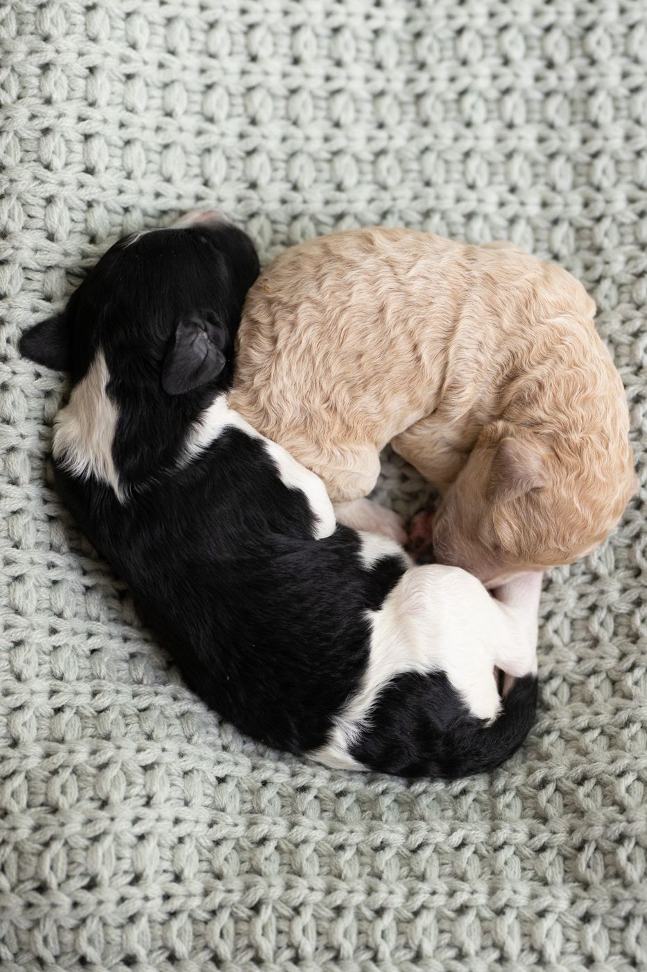 Ruby and Oreo's litter of ten