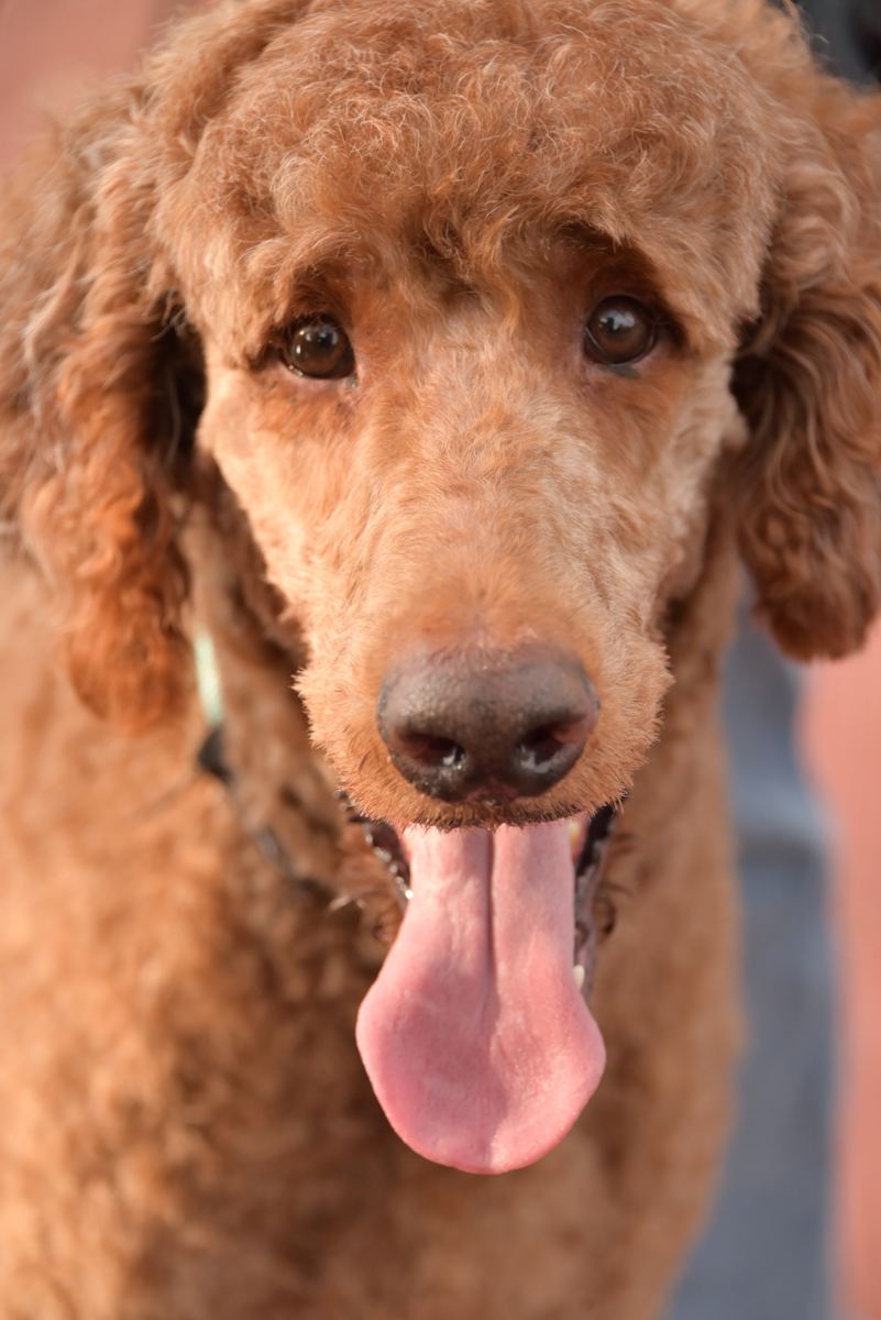 Copper