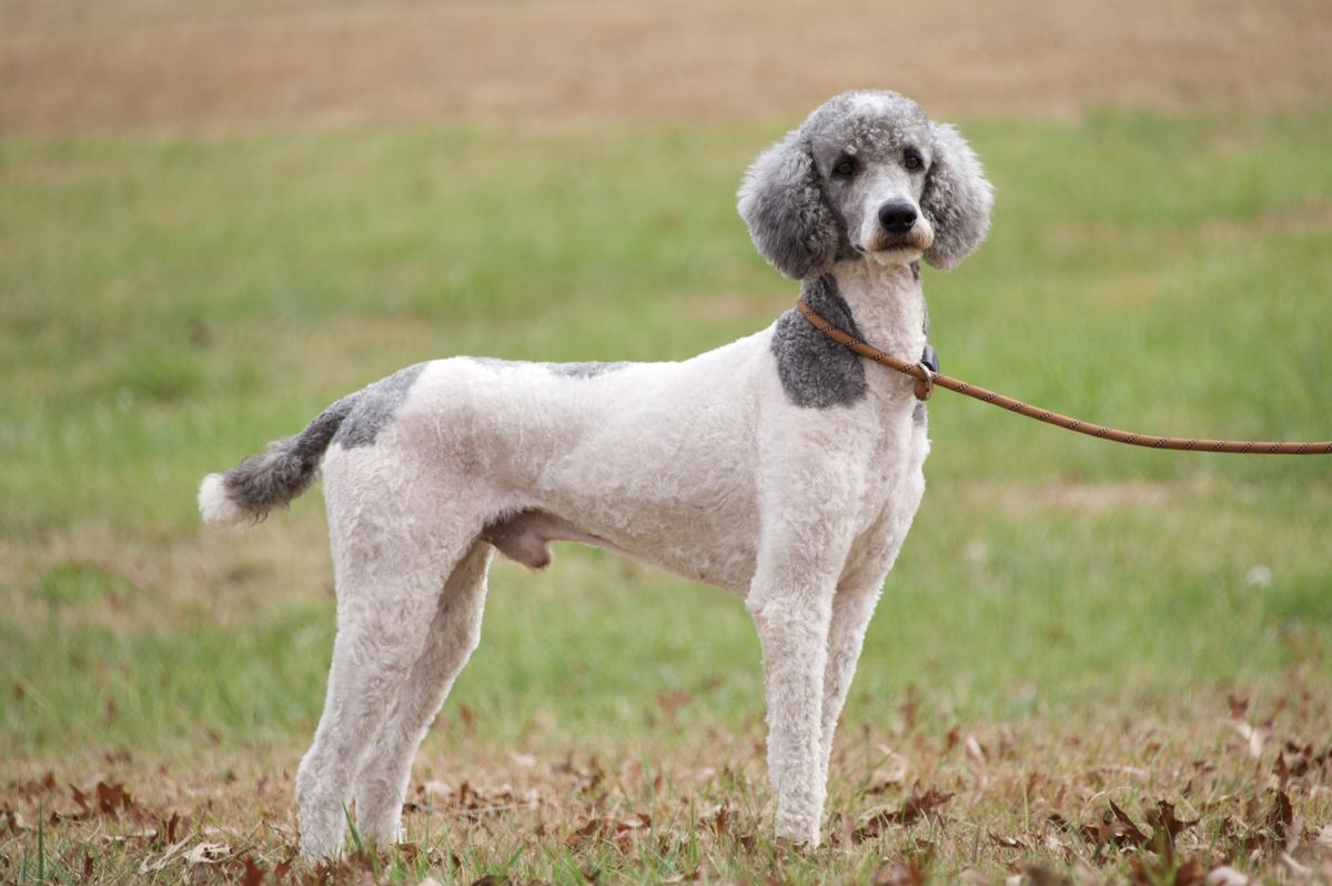 Oreo