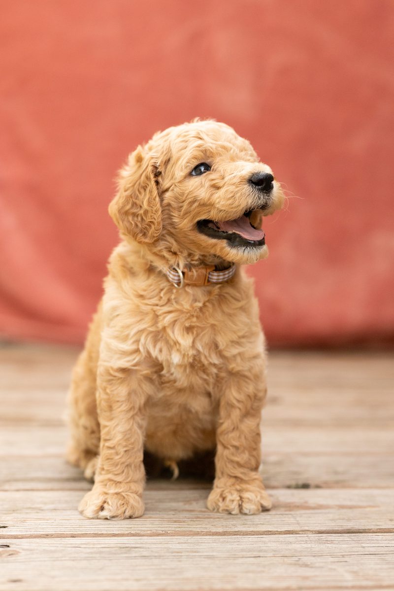 Apricot standard poodle boy puppy sitting and smiling