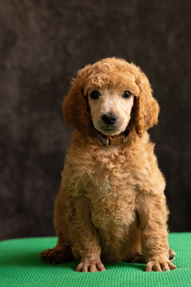 Apricot standard poodle boy puppy sitting on a green blanket